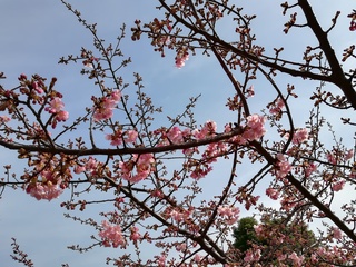 IMG_20190224_131853.jpg