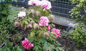 160423_1655~010001.jpg